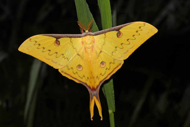 Actias sinensis subaurea Male